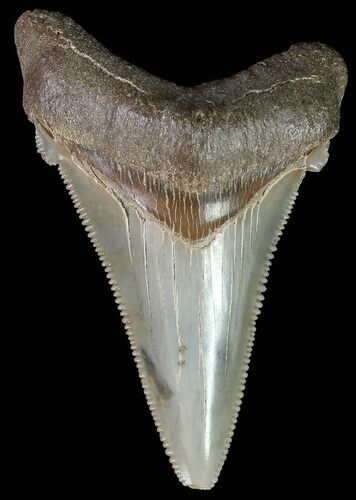 Serrated, Angustidens Tooth - Megalodon Ancestor #70517